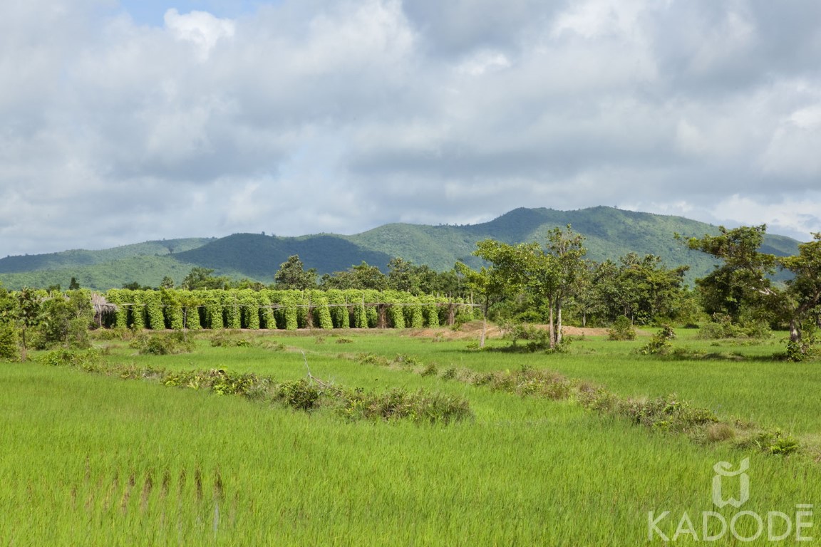 Poivre de Kampot