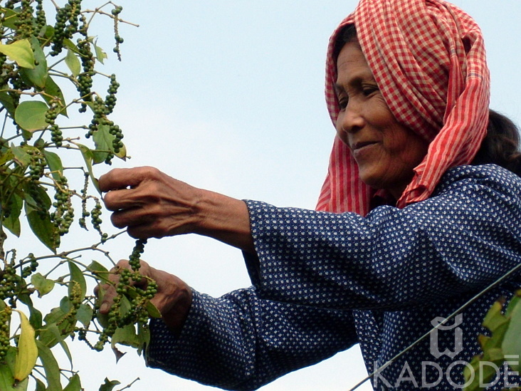 Farmer hand picking the Kampot pepper