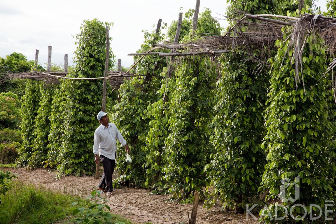 Plantation de Poivre de Kampot