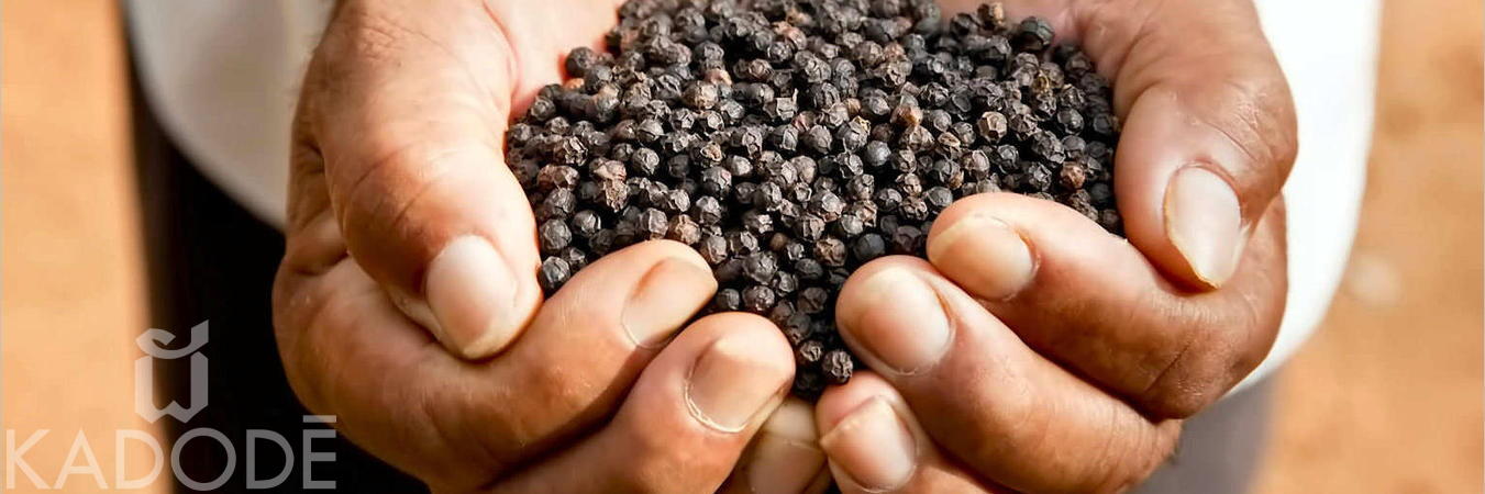 Black Kampot pepper in farmer's hands